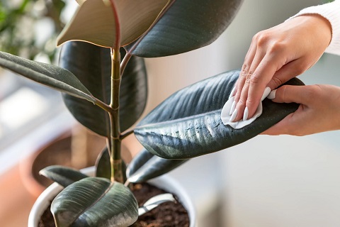 Gentle Wiping Leaves